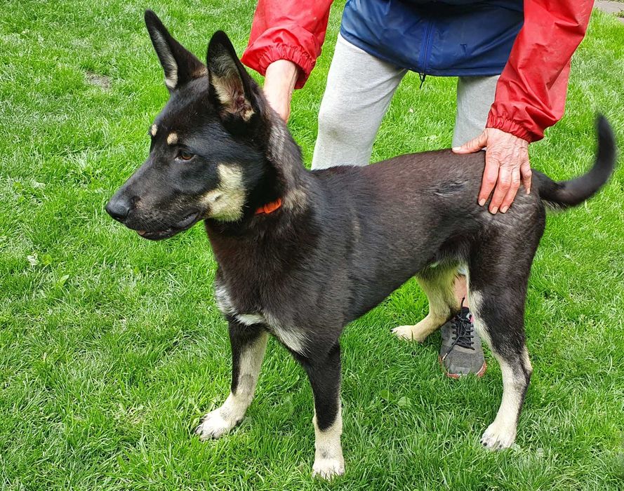 Młody, piękny, przyjazny Stefan do adopcji.