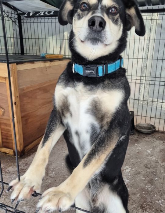 Cross kochany psiak czeka na miłość