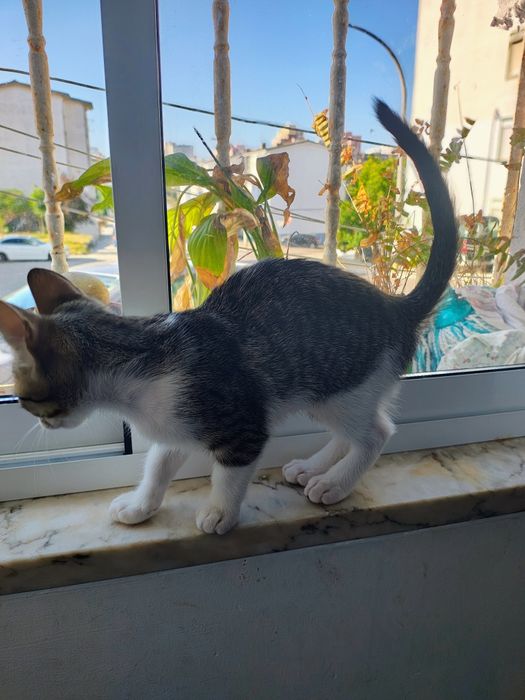 Gatos à procura de um novo lar