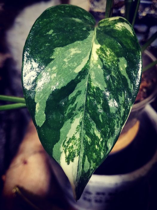 Epipremnum Pinnatum Variegata Albo PIĘKNOŚĆ monstera