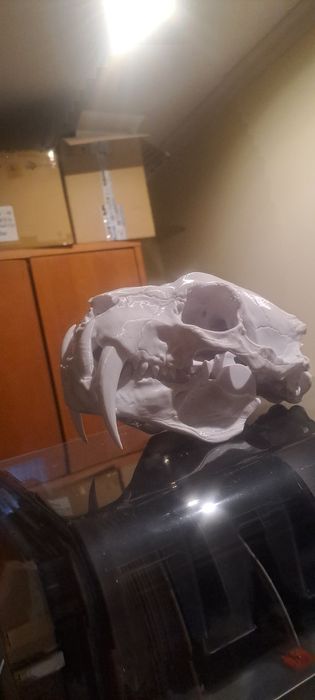 Replica em pla Craneo tigre dentes de sabre