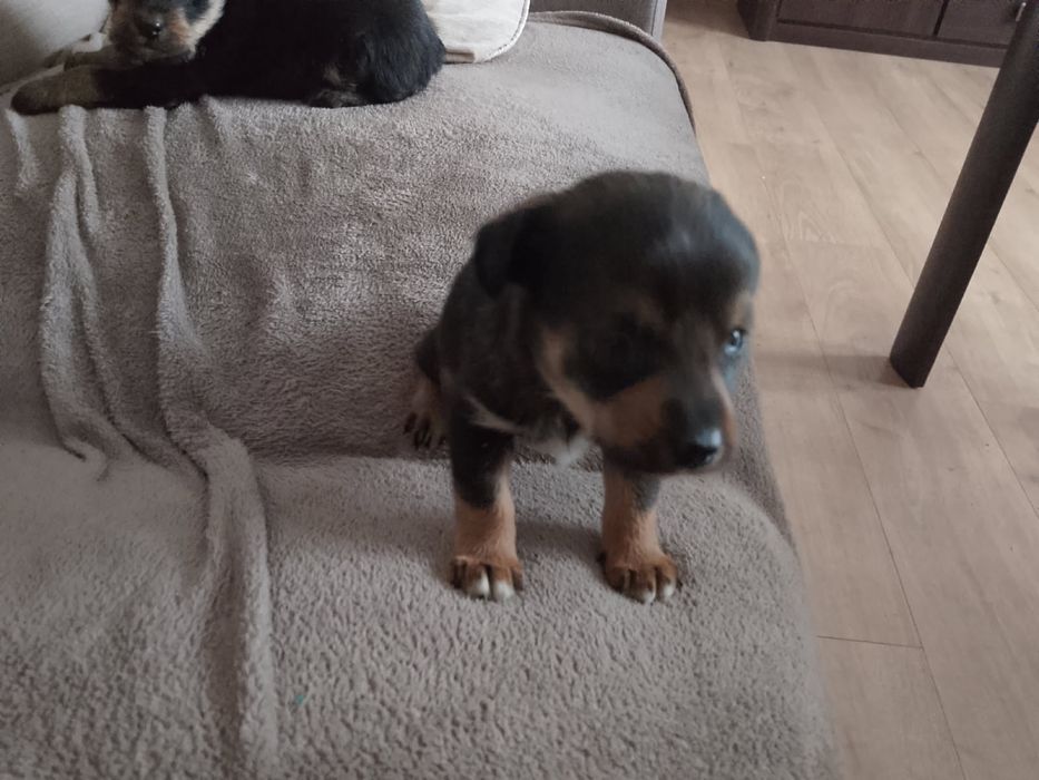 Oddam pieska w dobre ręce