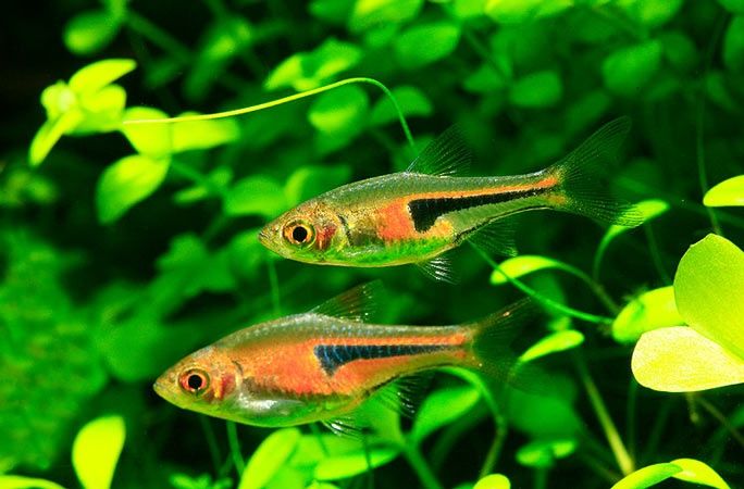 Razbora espei trigonostigma