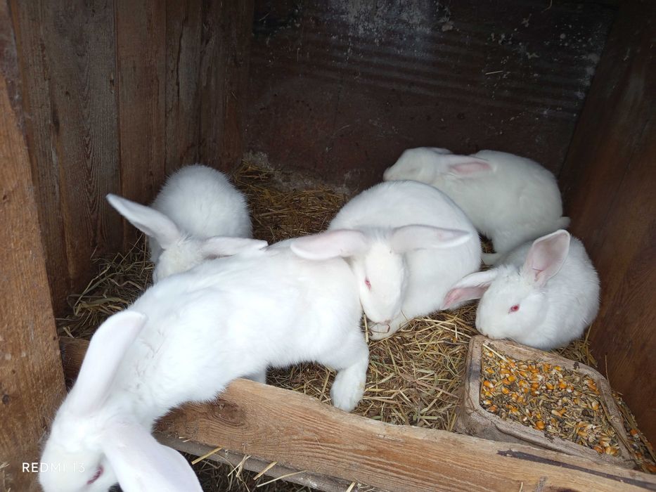 króliki mięsne mix BF /  ew tuszki