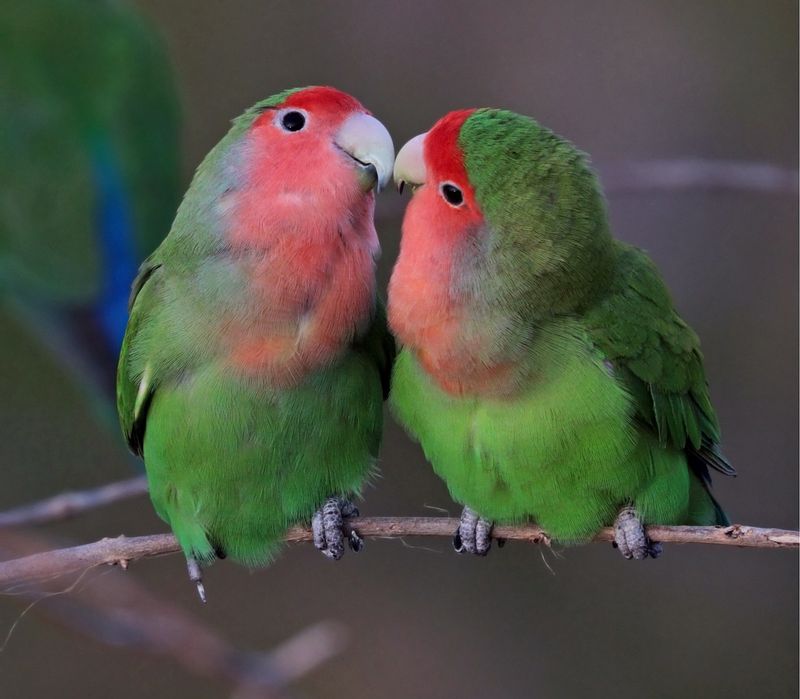 Sprzedam  młode papugi