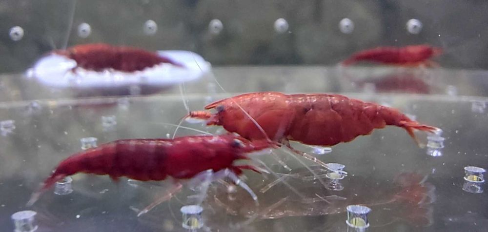 Krewetki Neocaridina Bloody Mary