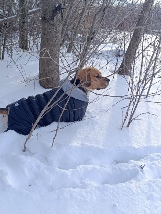 Бігль на вязку  чекає