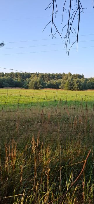 Działka z fundamentami – WIDOK NA LAS