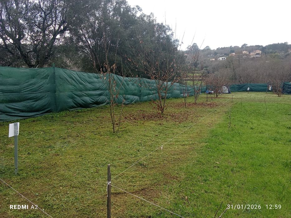 Terreno pomar 3100m2