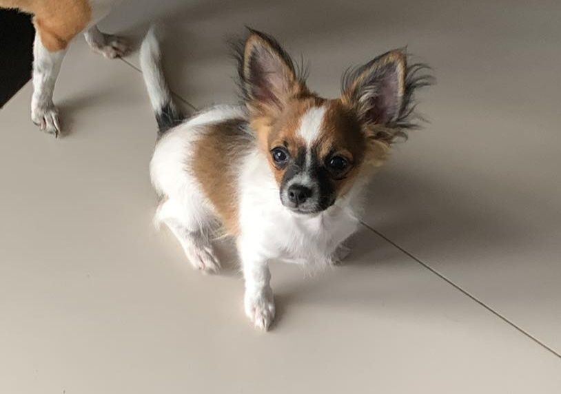 Piękny długowłosy samiec Chihuahua  Lipton - Już czeka na nowy domek.