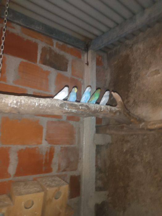 Piriquitos para vender