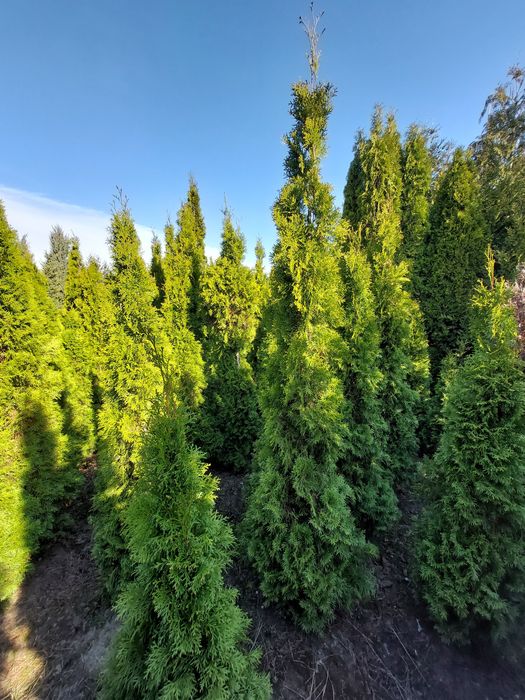Tuja szmaragd 2,5-3 m