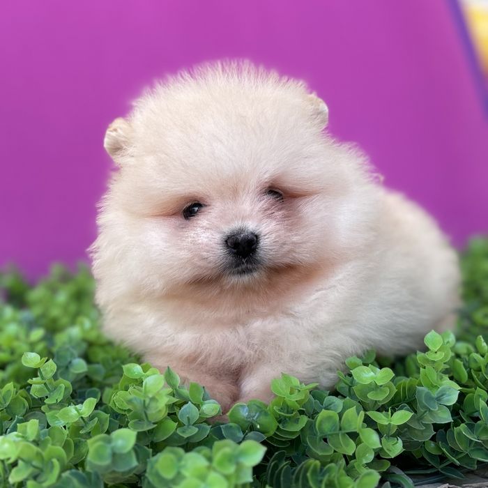 ляльковий Ведмедик шок классу