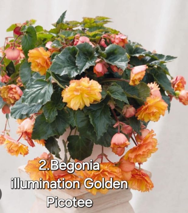 Бегонія ампельна illumination