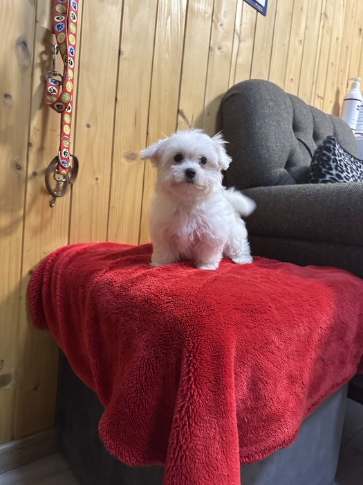 Maltanczyk biały piesek