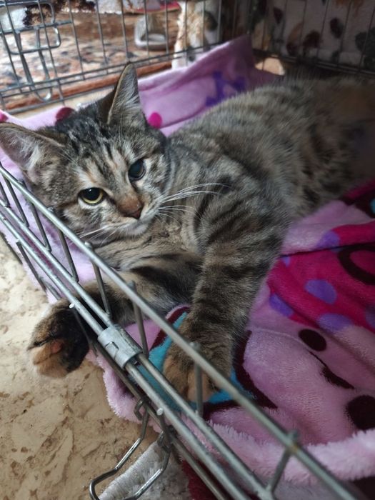 Шукаю дім для киці( стерилізована)