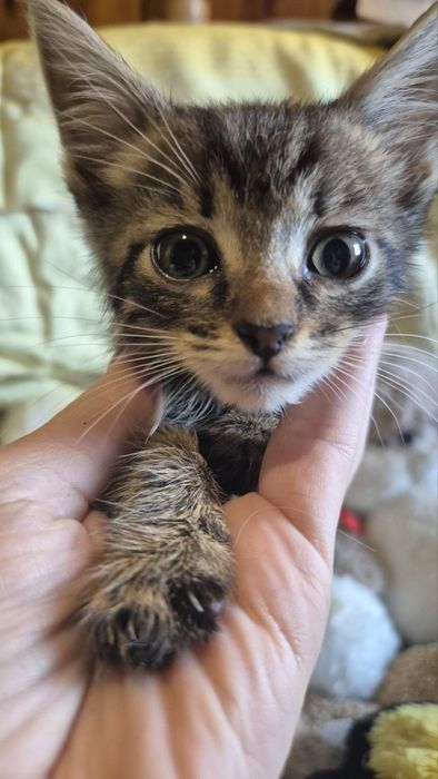 Котята кошенята котики