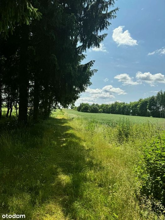 Parterowy dom na sprzedaż z dużą działką, sadem i warunkami zabudowy