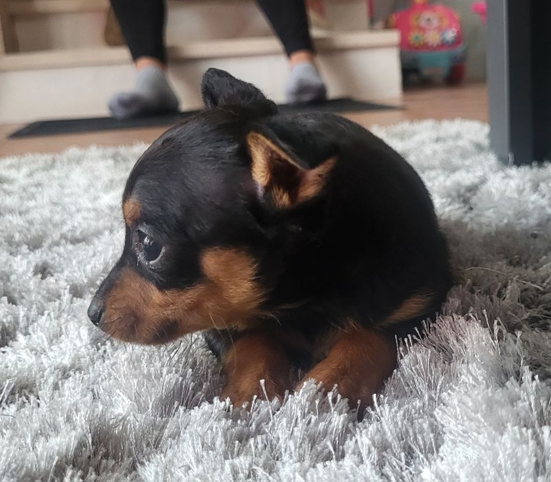 Pincher meiginho
