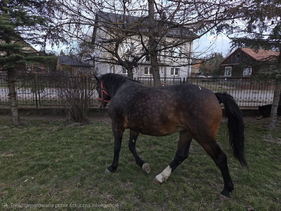 Sprzedam Klacz Śląska