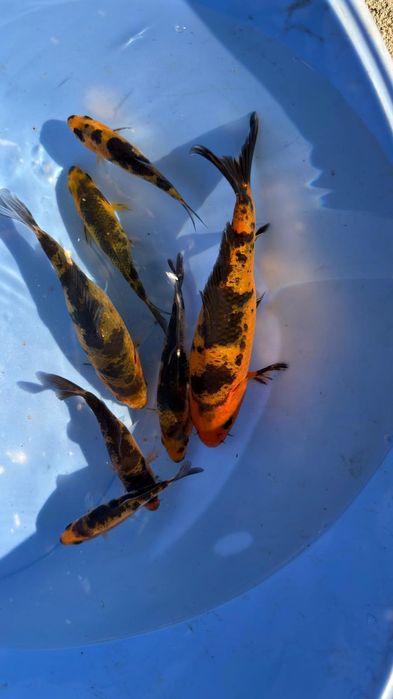 Carpas koi 10 a 12 cm