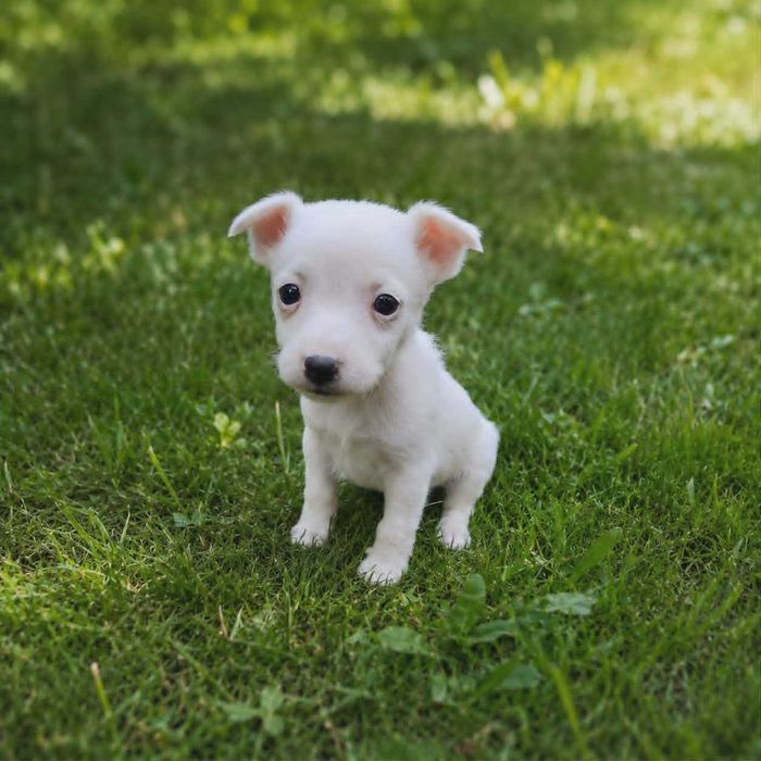 Jack Russell Terrier