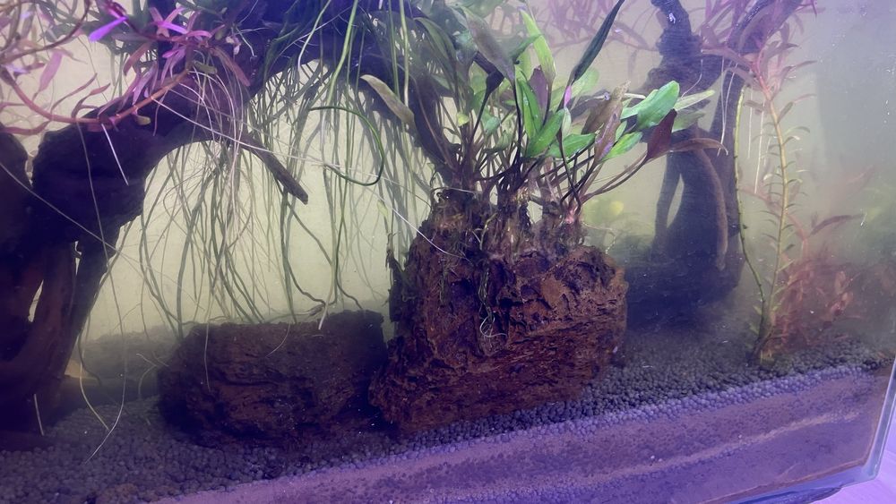 Plantas, rochas, troncos de aquario