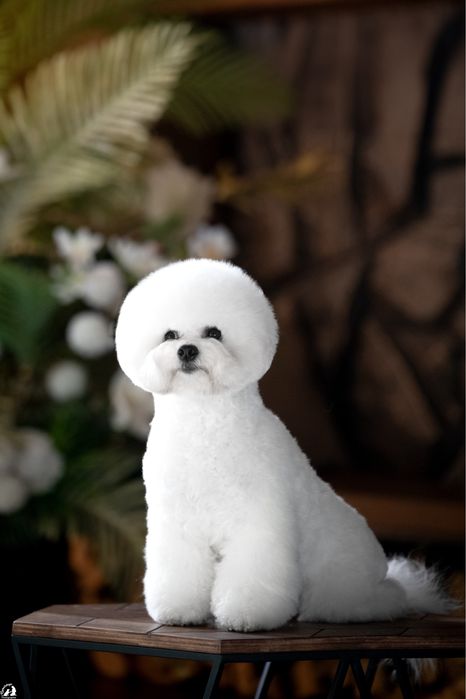 Бишон фризе