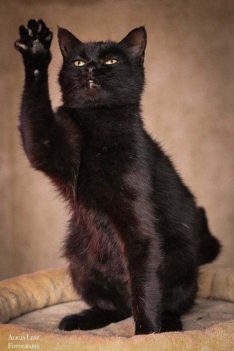 Zaczaruj życie majestatycznej koteczki- Magii!