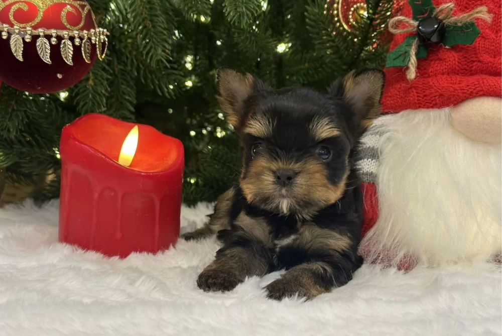 Йоркширский терьер Babyface