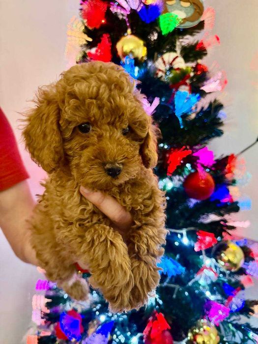 Toy Caniche Mini Femea Micro Menina Disponível