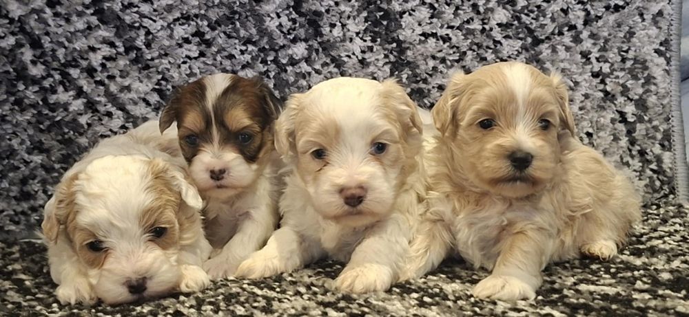 Maltipoo F1 szczenię