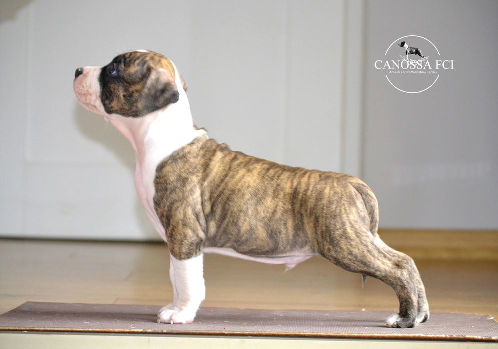 Piękny samiec Amstaff/American Staffordshire Terrier z rod. ZKwP