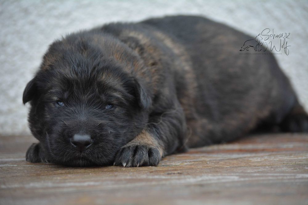 Owczarek staroniemiecki dziewczynka wilczasta