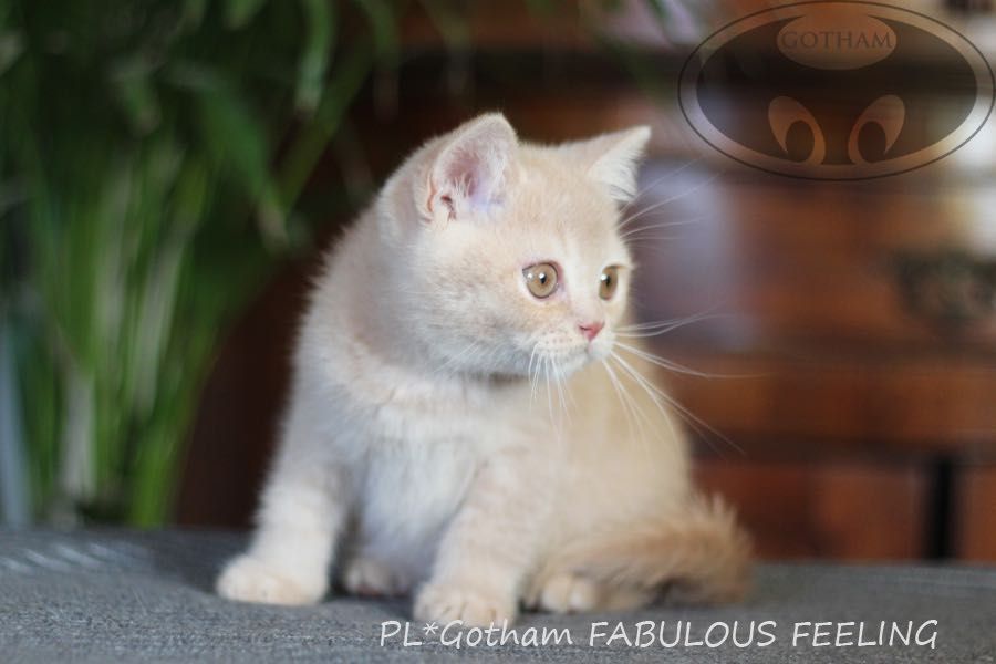 Piękny kocurek brytyjski po przebadanych rodzicach - FIFE.