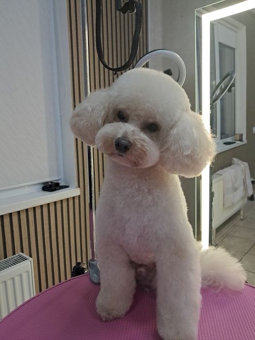 Гігієнічна та модельна стрижка собак малих та середніх порід.