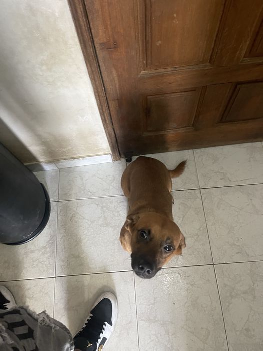 Cão para  adoção