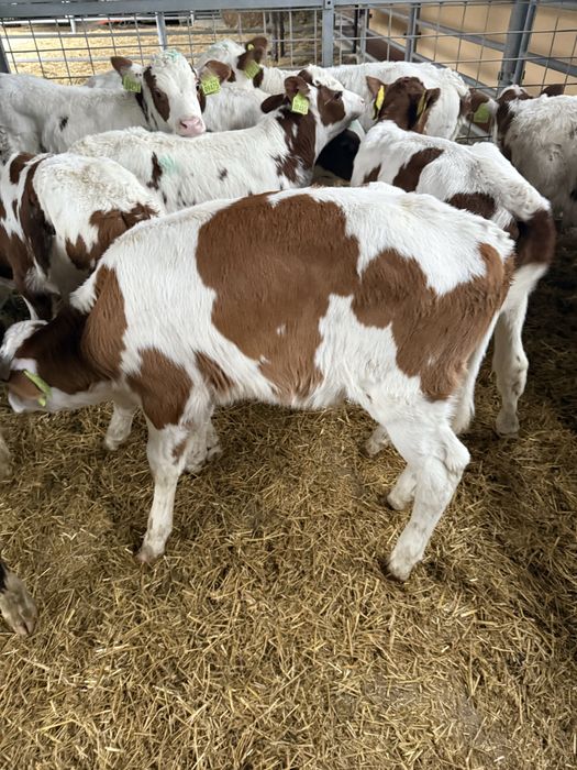 Byczki HF,Krzyzowki, miesne