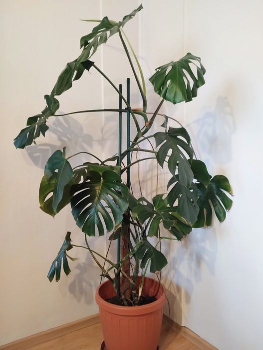 Kwiat monstera -  kilkuletni