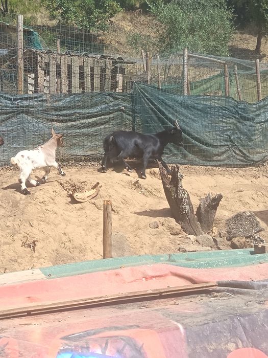 Cabras anãs para venda