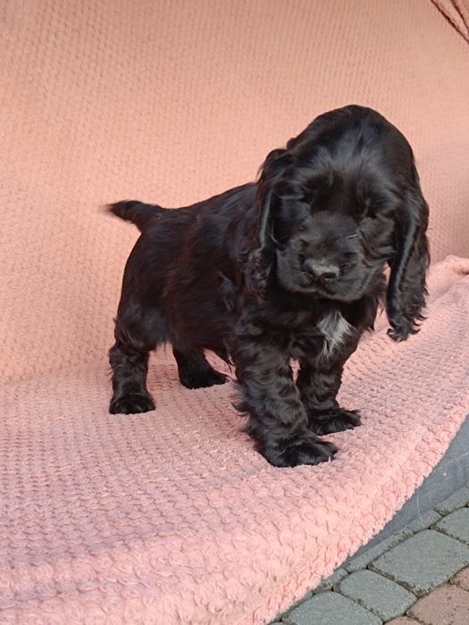 Cocker spaniel angielski Piesek !