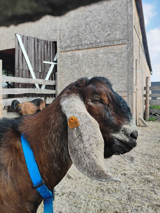 Piękna kózka anglonubijska