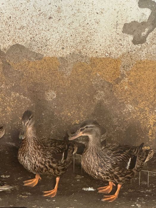 Patas Reais puras em Évora