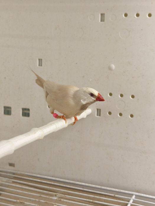 Samiec Amadyny Ostrosternej Cremino