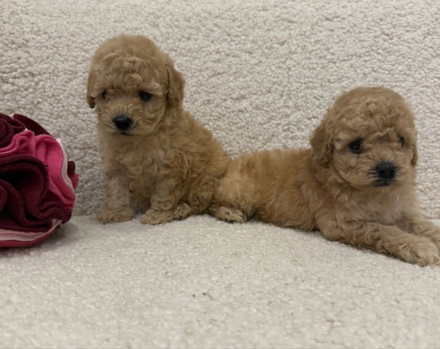 Кукольные две девочки той пудель!