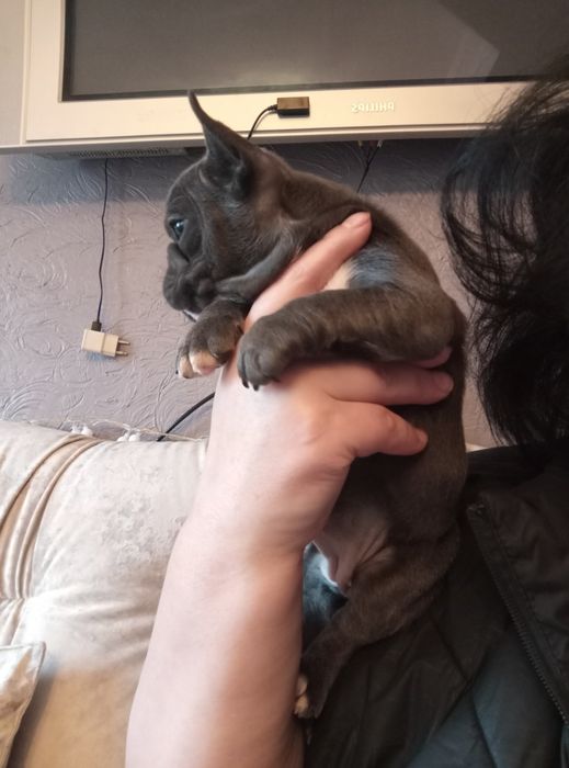 Голуба дівчинка французького бульдога