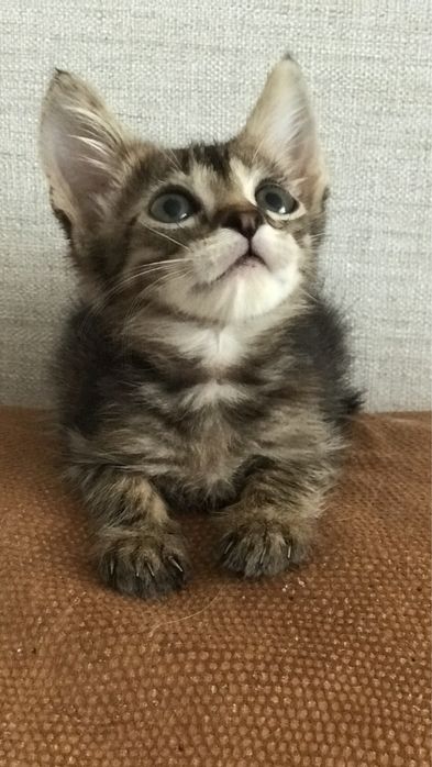 Котенок в добрые руки