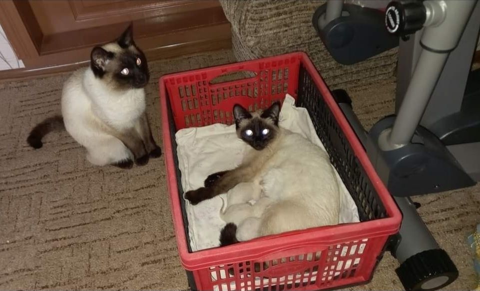 Продам кошенят сіамських