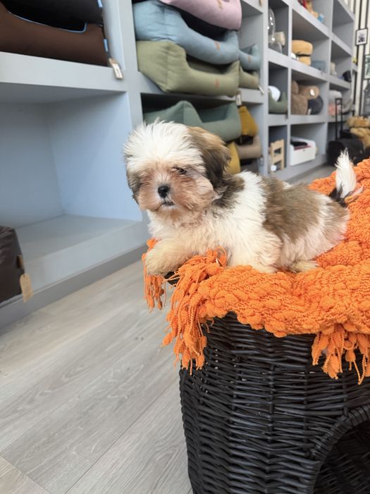 Shih tzu menino top