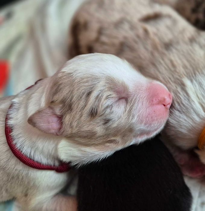 Śliczny szczeniak red merle suczka border collie ZKWP FCI